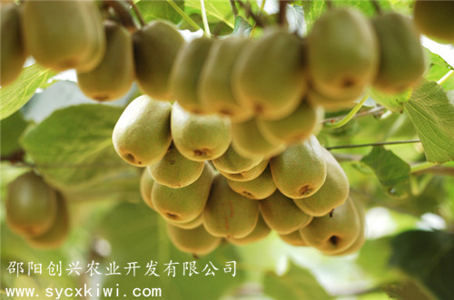 紅陽(yáng)獼猴桃 獼猴桃苗價(jià)格 紅心獼猴桃苗批發(fā)