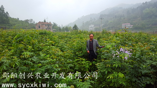 湖南青錢(qián)柳苗批發(fā) 青錢(qián)柳種子批發(fā)
