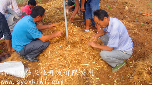 豬屎尾湘玉竹 湘玉竹種苗批發(fā)