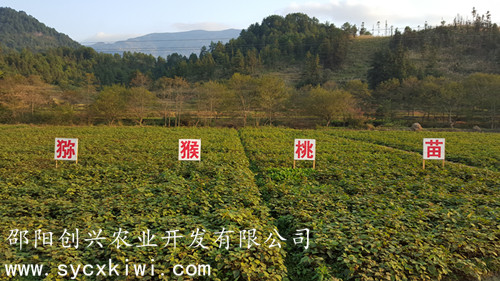 獼猴桃實(shí)心苗基地