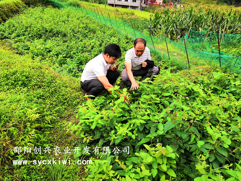金銀花苗 湘蕾金銀花苗 批發(fā) 種植