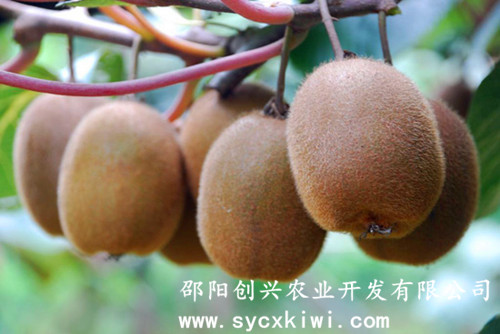 供應(yīng)國家標(biāo)準(zhǔn)獼猴桃嫁接一級苗|東紅|翠玉|紅陽|金艷|楚紅|青錢柳苗|金銀花苗|園林綠化|經(jīng)濟(jì)果林苗木批發(fā)