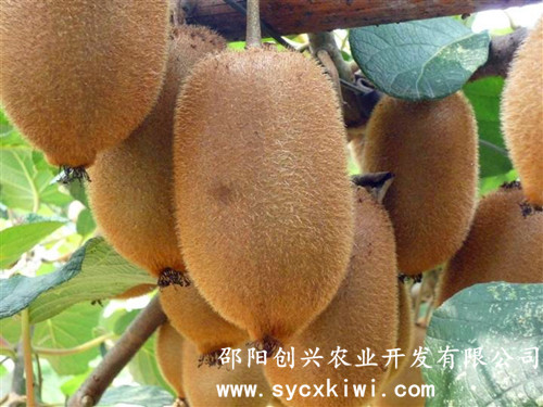 供應(yīng)國家標(biāo)準(zhǔn)獼猴桃嫁接一級苗|東紅|翠玉|紅陽|金艷|楚紅|青錢柳苗|金銀花苗|園林綠化|經(jīng)濟(jì)果林苗木批發(fā)