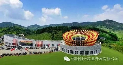供應(yīng)國家標準獼猴桃嫁接一級苗|東紅|翠玉|紅陽|金艷|楚紅|青錢柳苗|金銀花苗|園林綠化|經(jīng)濟果林苗木批發(fā)