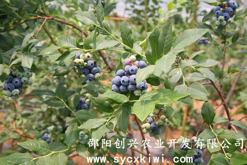 湖南獼猴桃苗|東紅獼猴桃苗|翠玉獼猴桃苗|紅陽獼猴桃苗|金艷獼猴桃苗|楚紅獼猴桃苗|青錢柳苗|藍(lán)莓苗|園林綠化|中藥材種植