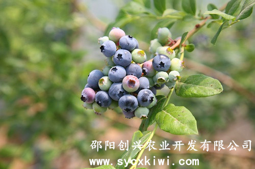 湖南獼猴桃苗|東紅獼猴桃苗|翠玉獼猴桃苗|紅陽獼猴桃苗|金艷獼猴桃苗|楚紅獼猴桃苗|青錢柳苗|藍(lán)莓苗|園林綠化|中藥材種植
