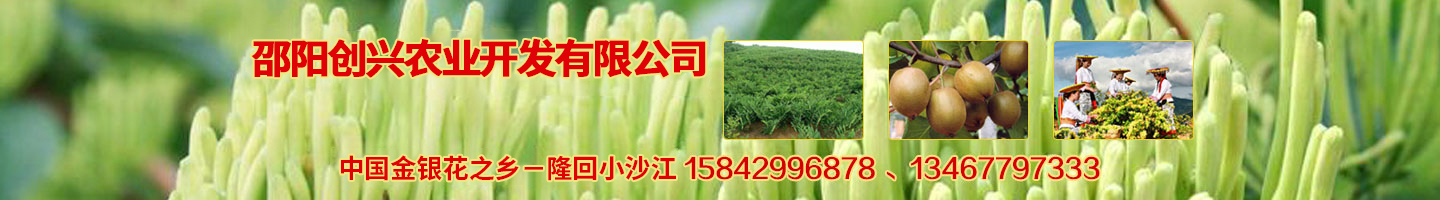 邵陽創(chuàng)興農業(yè)開發(fā)有限公司 湘蕾金銀花苗 優(yōu)質獼猴桃苗 獼猴桃苗批發(fā)價格 湖南金銀花苗 