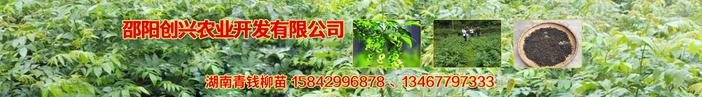 邵陽創(chuàng)興農業(yè)開發(fā)有限公司 湘蕾金銀花苗 優(yōu)質獼猴桃苗 獼猴桃苗批發(fā)價格 湖南金銀花苗 